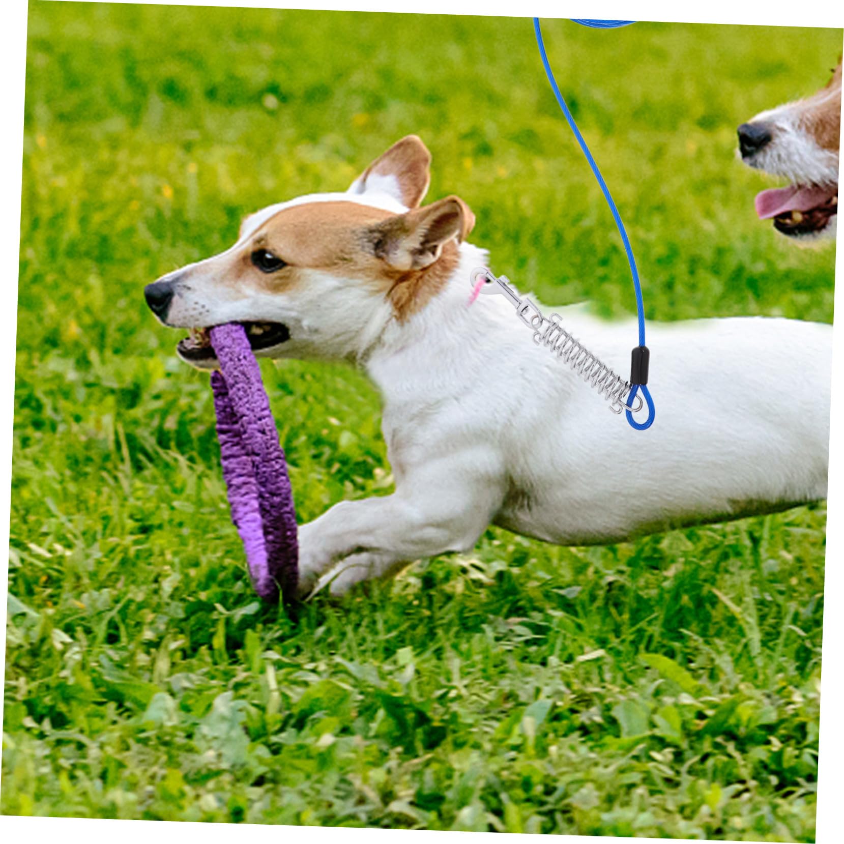 Laisse Chien Solide avec Crochet Pivotant et Ressort Amortisseur Câble pour Petit et Moyen Animal Attache Rapide et Flexible sans Nœuds