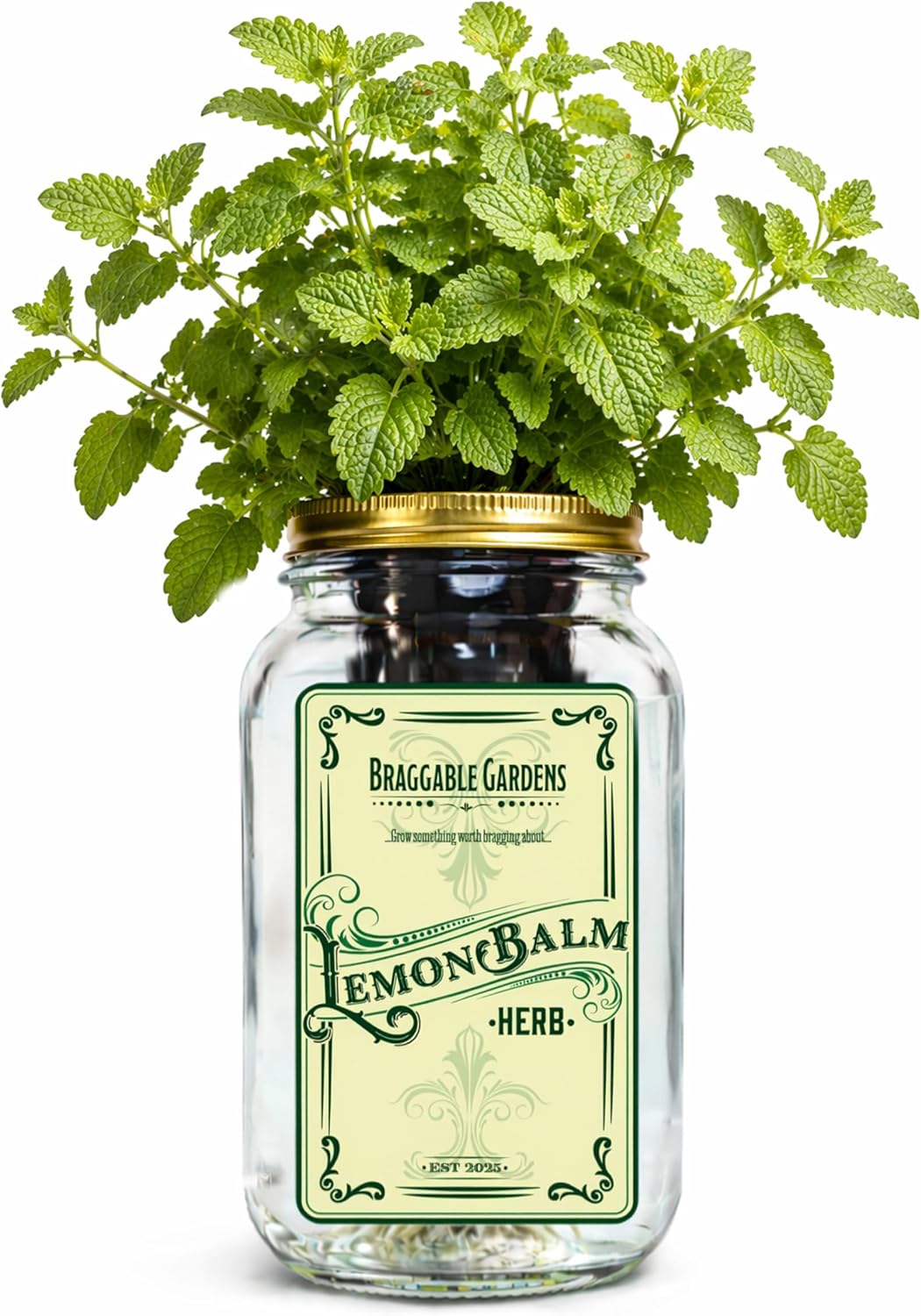 Braggable Gardens Lemon Balm Indoor Herb Garden Kit – Mason Jar Hydroponic Grow Kit – Windowsill Countertop Herb Planter – Grow Fresh Lemon Balm Indoors