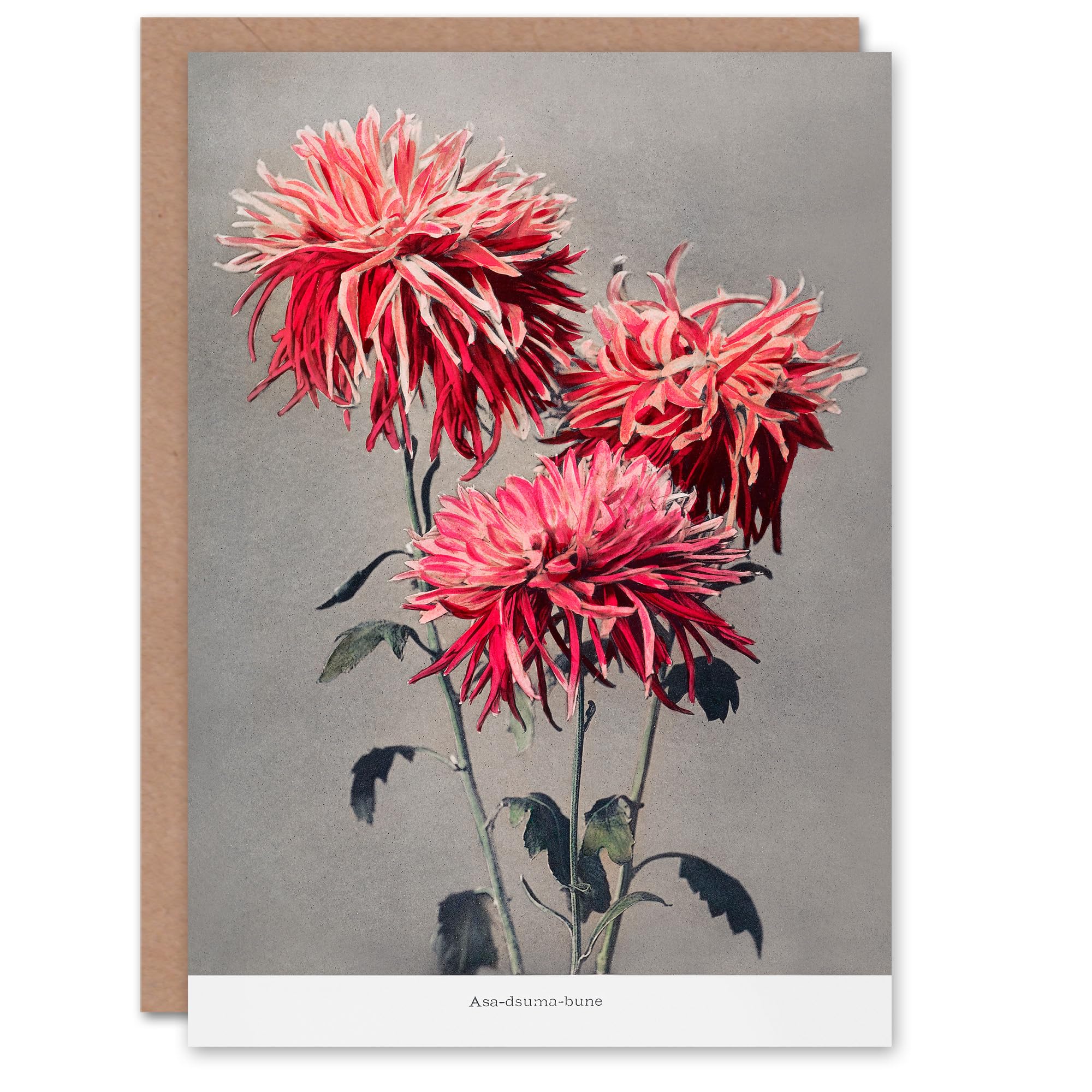 Artery8 Ogawa Kazumasa Japanese Art Card Pink Chrysanthemum Flowers