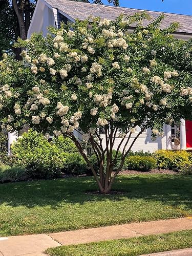 Miniatura 9 de Crape Myrtle Natchez  3 plantas vivas  Lagerstroemia Indica  Hermoso árbol floreciente blanco de bajo mantenimiento