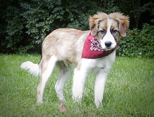 Miniatura 5 de $averPak BodyForge & InsectGuard - Máscara facial con tratamiento de permetrina repelente de insectos, Beige