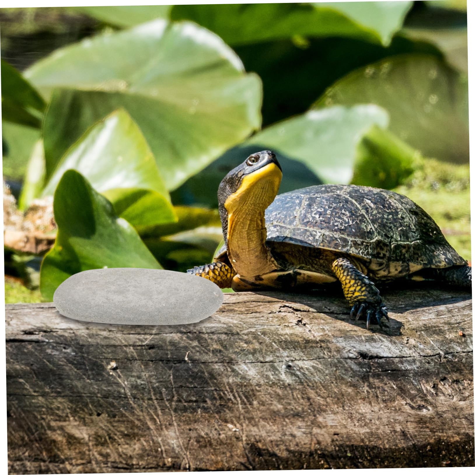 BESPORTBLE Sonnenplätze mit Flacher Oberfläche für Schildkröten 3 Stück und Zufällige Farbe aus Natürlichem Stein Geeignet für Aquariumdekoration und Reptilienlebensräume Geeignet für Süß