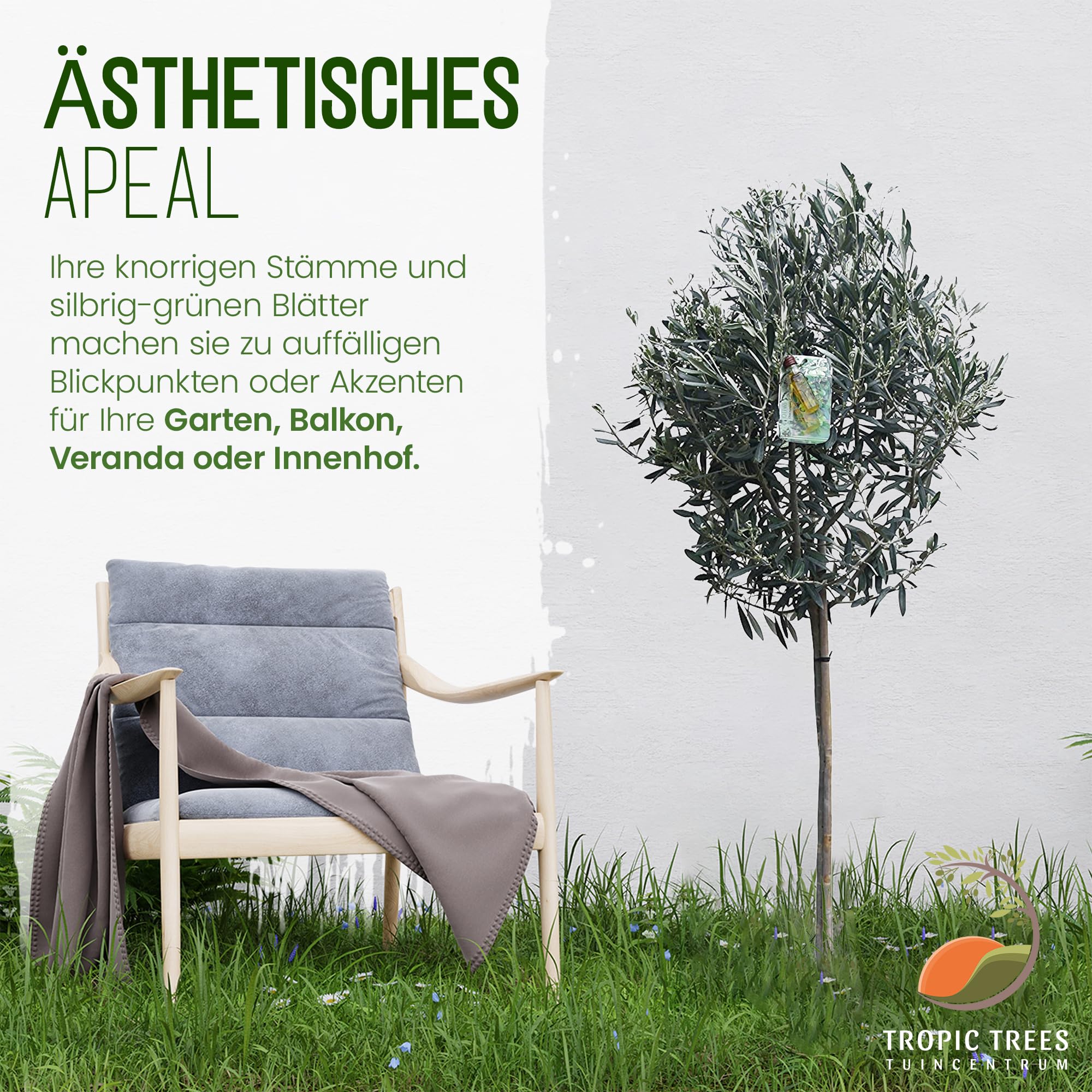 rhododendron obtusum winterhart Japanische Azalee 'Schneeperle' kaufen – Mein schöner Garten Shop main image 1