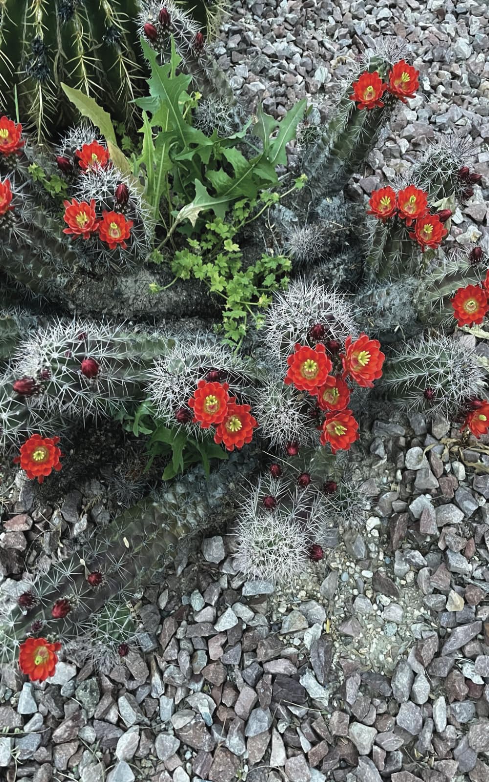 Red Cactus Flowers Paperback – 18 Nov. 2024