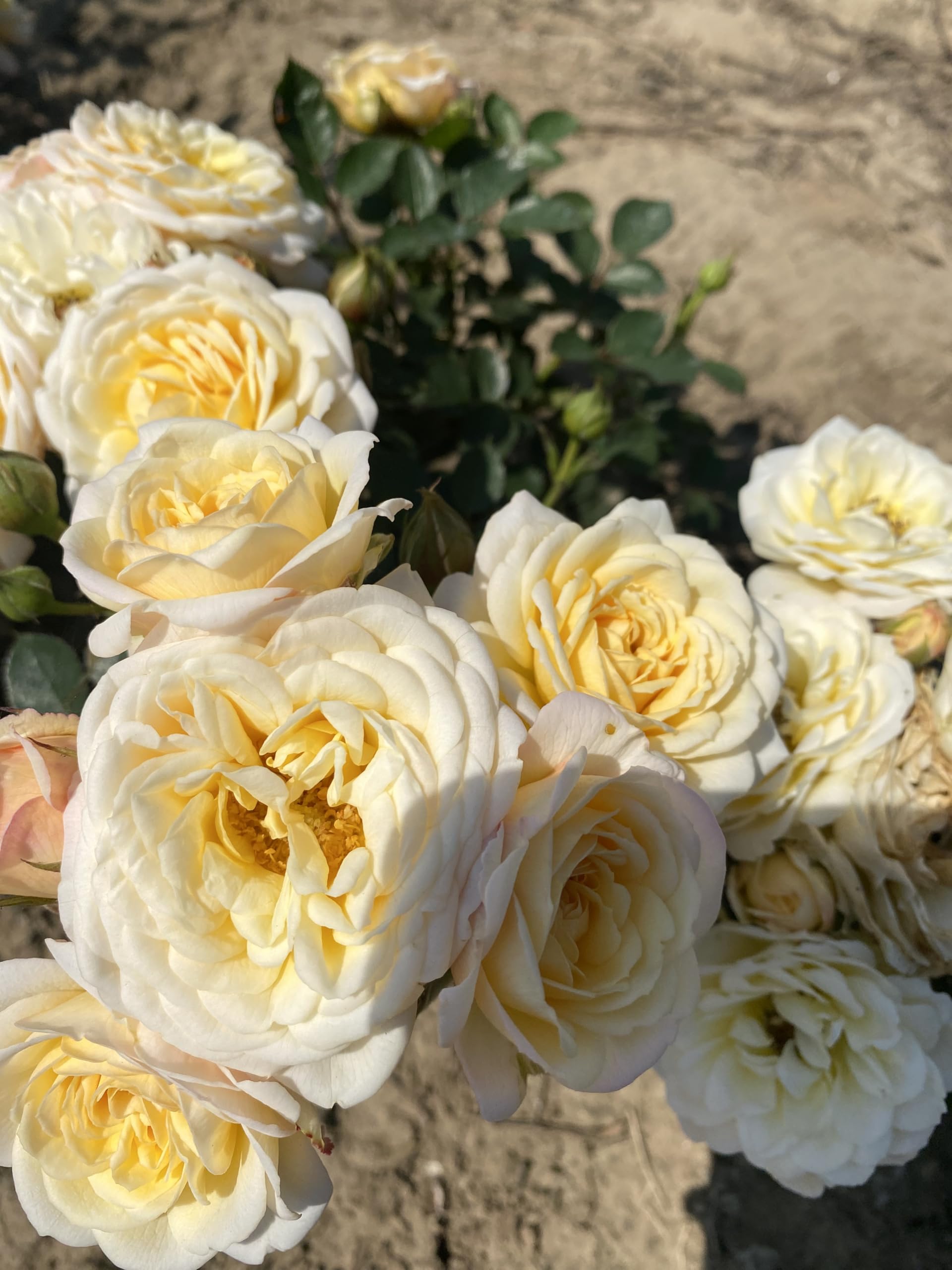 Ruth Creamy White Patio Rose - 4L Potted - Lovely Gift Idea