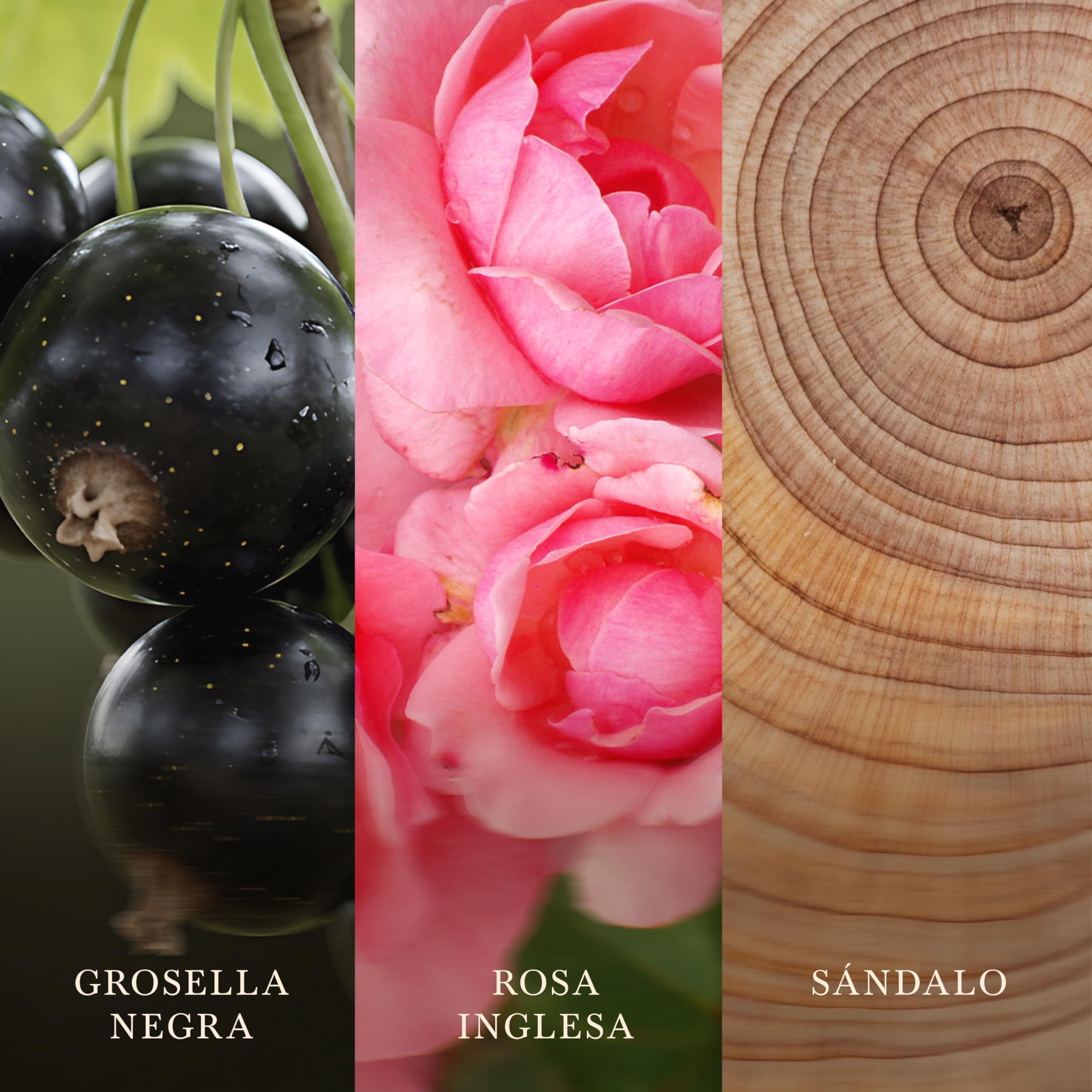 WoodWick Vela perfumada | Vela grande en forma de reloj de arena | Rose Blush | Regalos perfectos para mujeres
