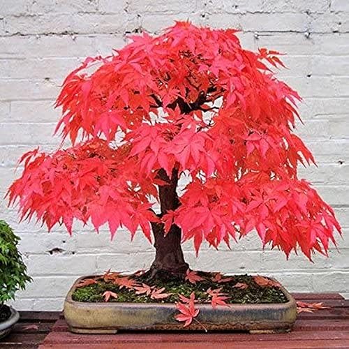 CHUXAY GARDEN 30 semillas de arce rojo fantasma,Acer Palmatum,Árbol de arce japonés llamativa planta de paisajismo Rara hoja roja árbol paisajismo