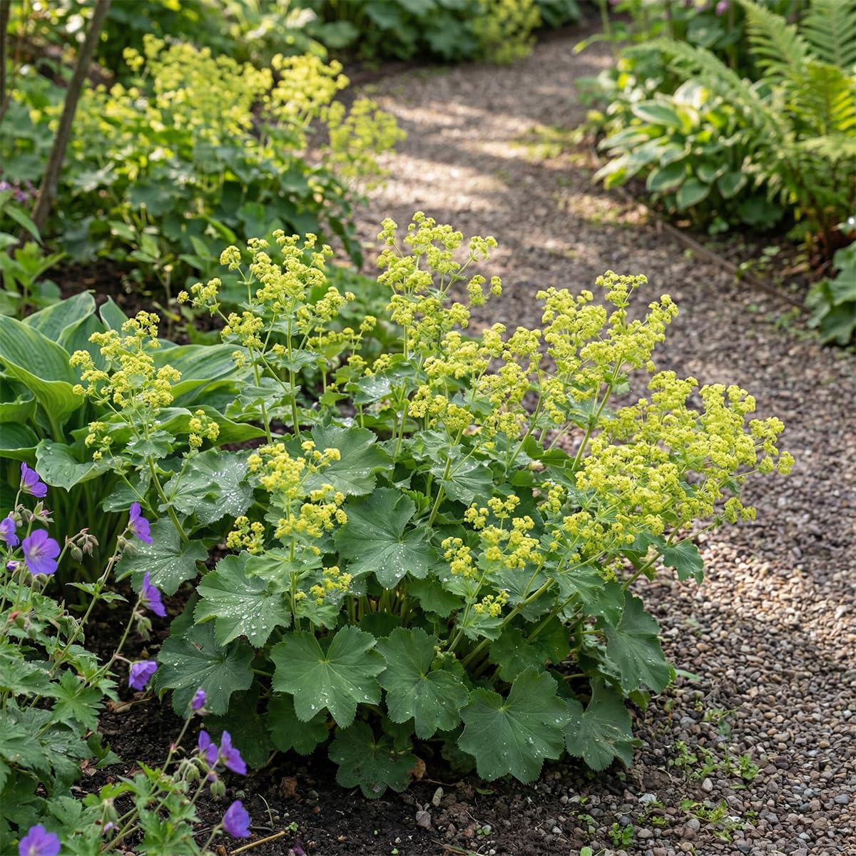 Bloomique - 6er - Set - Frauenmantel (Alchemilla mollis) - Pflegeleicht - Reichblühend - Winterhart - Mehrjährig - Höhe 10-20 cm - 9 - cm - Topf