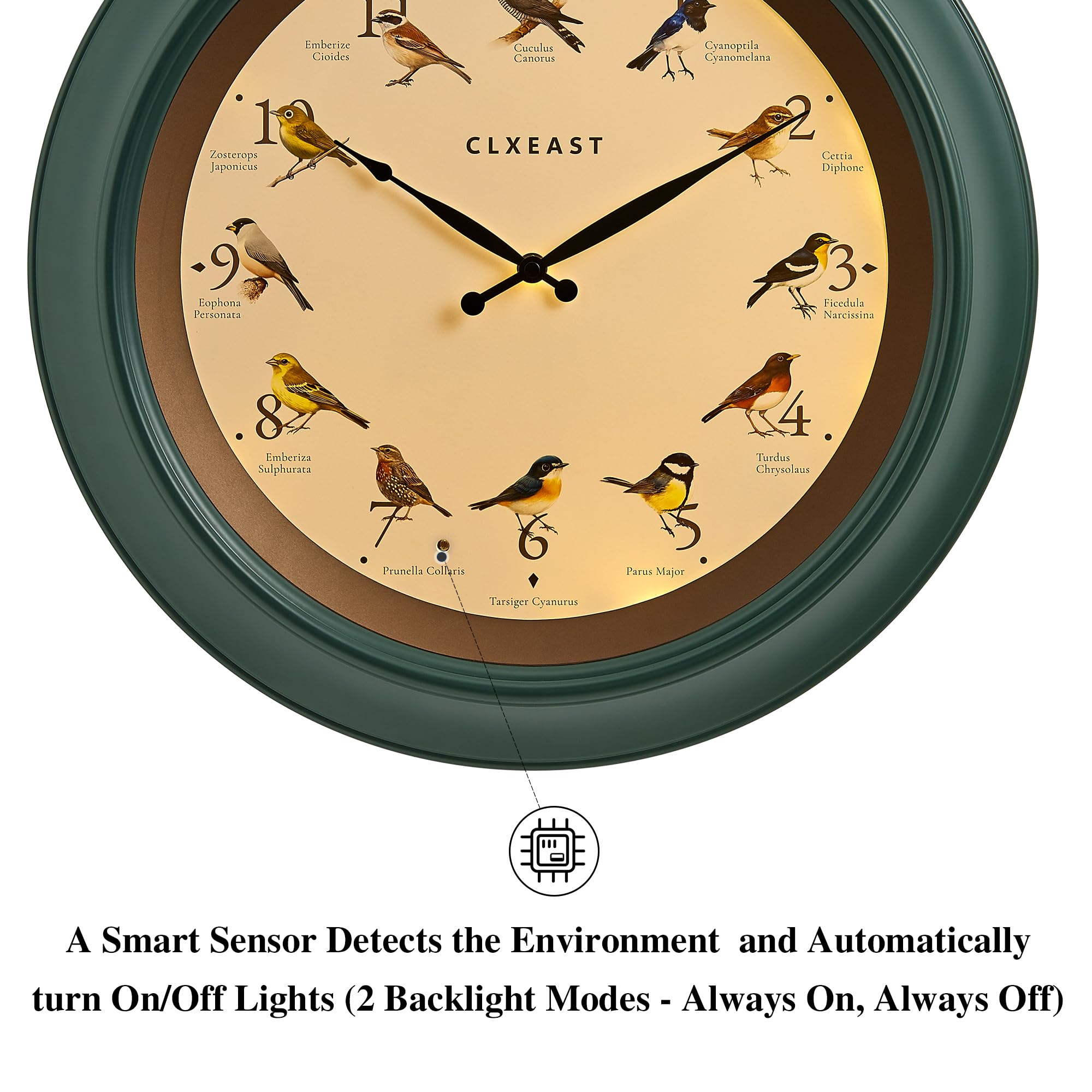 CLXEAST Reloj de pared de pájaro cantando de 45,7 cm, luz nocturna iluminada, acabado verde bosque
