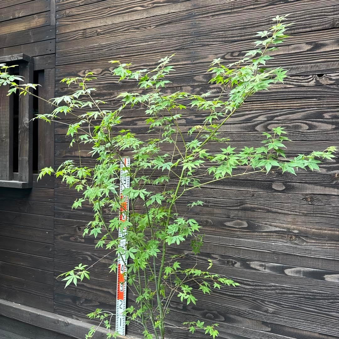 ヤマモミジ/山採り天然木【現品発送】管理70506 v ヤマモミジ/山採り天然木【現品発送】管理70506 v