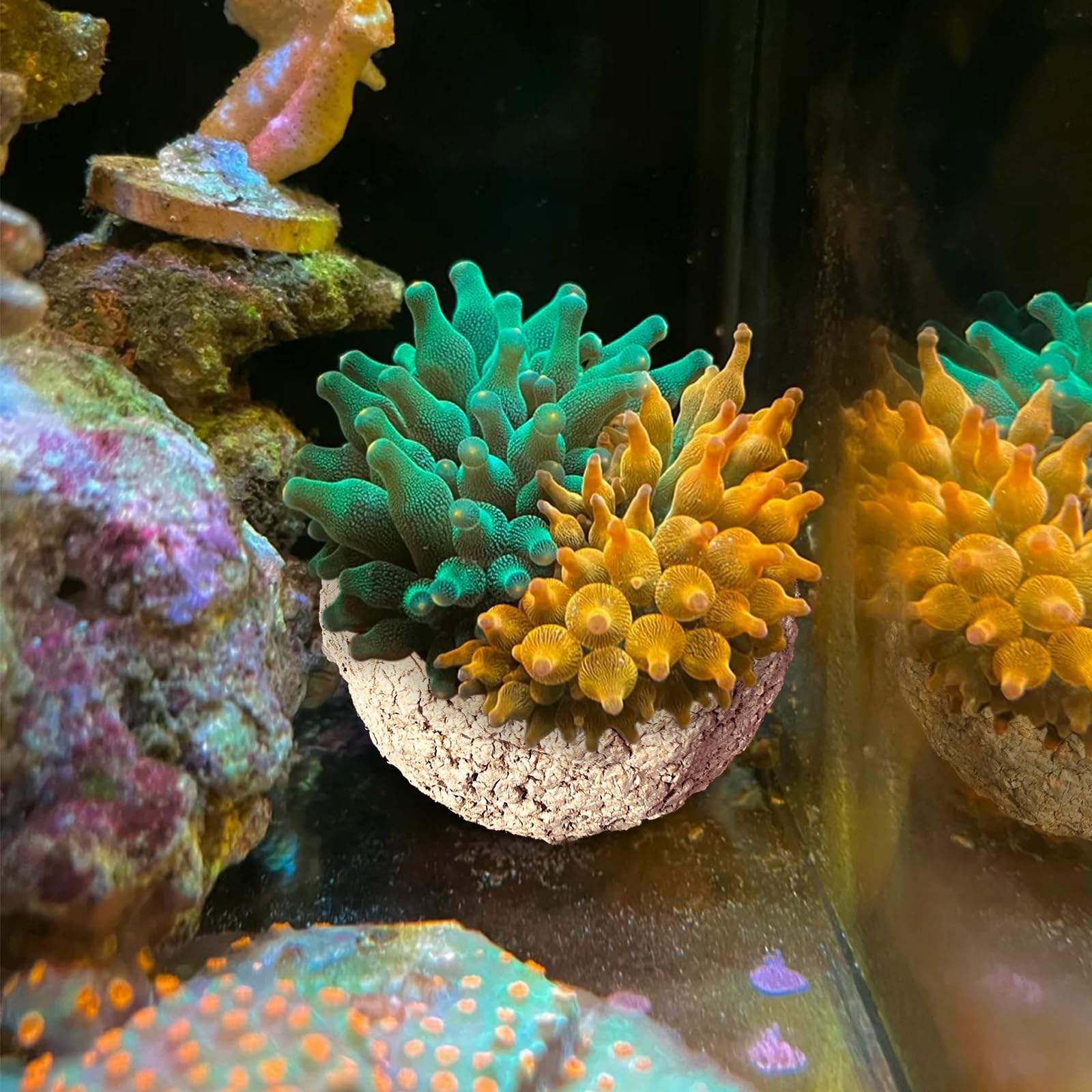 Amazon.com : KFPSHLQE Anemone Nest,Fish Tank Decorations,Saltwater