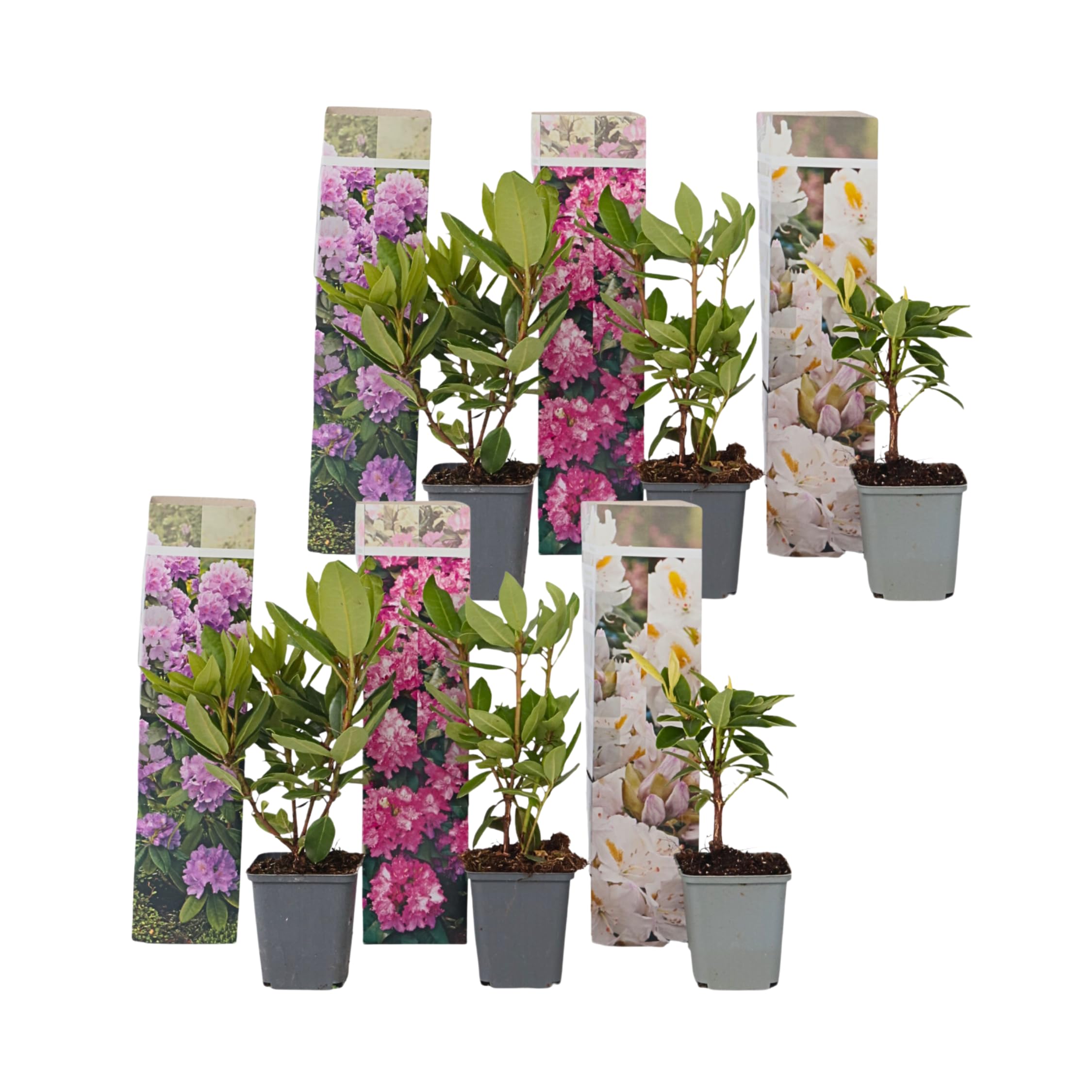 Plant in a Box - Hardy Rhododendron Mix - 6 Mix - Rododendros - Maceta 9cm - Altura 25-40cm