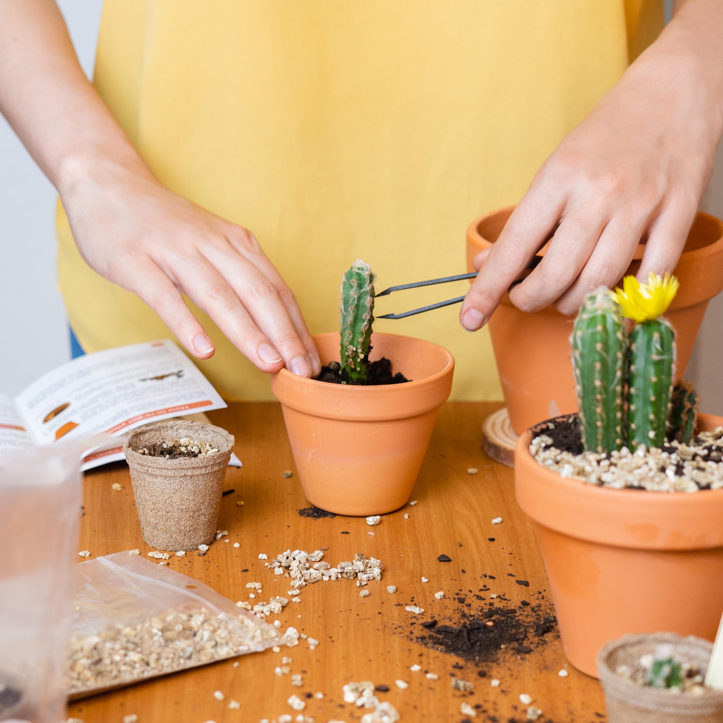 Kaktus-Set  Franzsische Samen 100% kologisch  im Garten und zum  Dekorieren  Geschenkidee (Pitaya Drachenfrucht, Ferocactus, Pilosocereus  und Cactus Mix) - CULTIVEA : Amazon.de: Garten