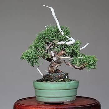 Amazon.co.jp: 糸魚川真柏 ミニ盆栽（捻転・ジン・シャリ