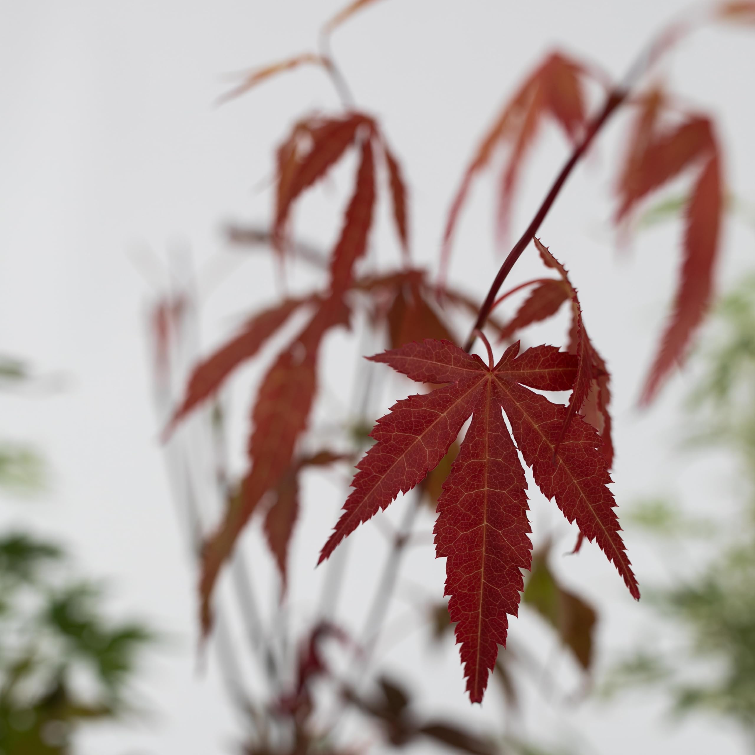 Japanse Esdoorn - Set van 2 - Acer 'Cascade Gold' - Hoogte 80-90cm