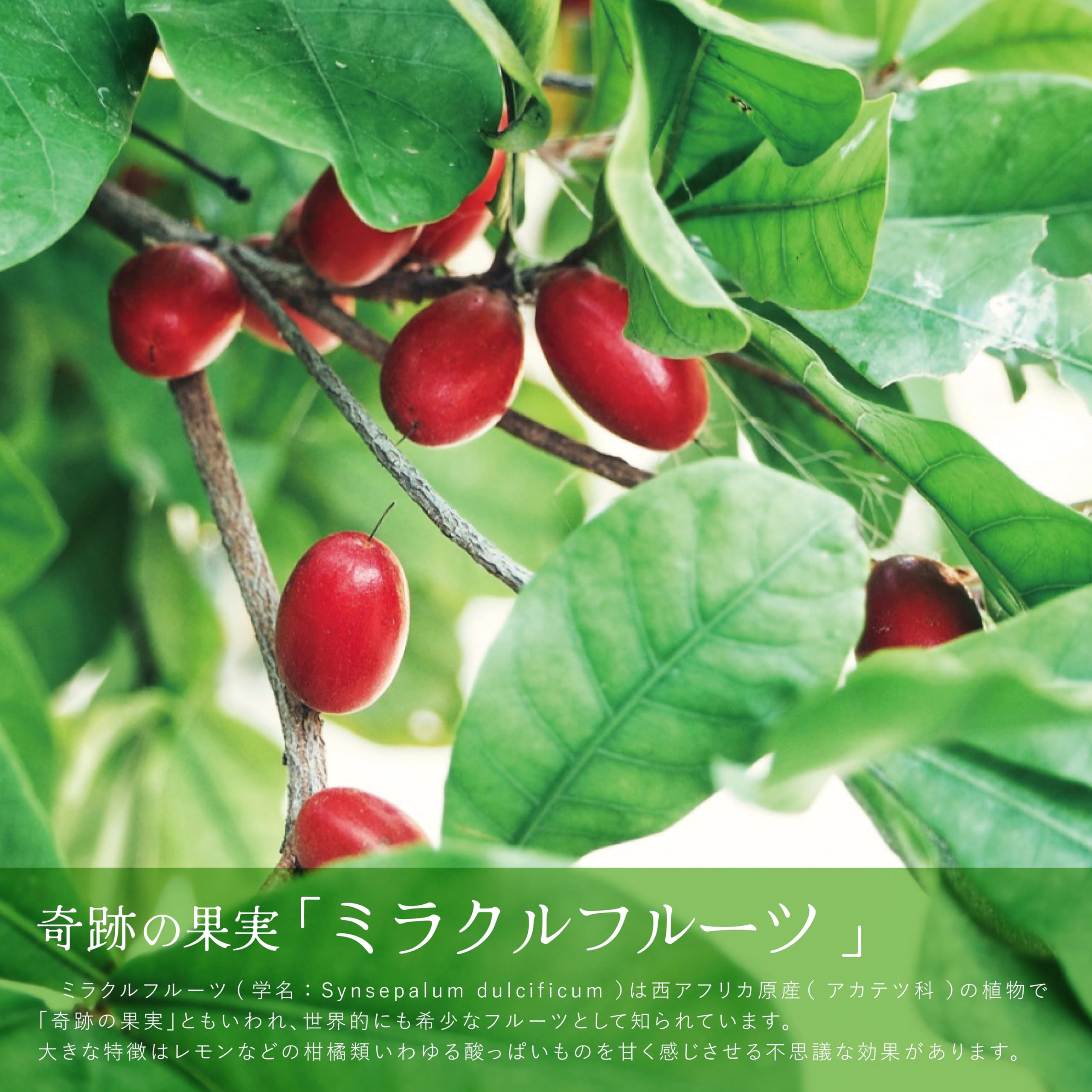 Amazon.co.jp: 【お得パック】ミラクルフルーツ（6粒入×8箱）酸味の