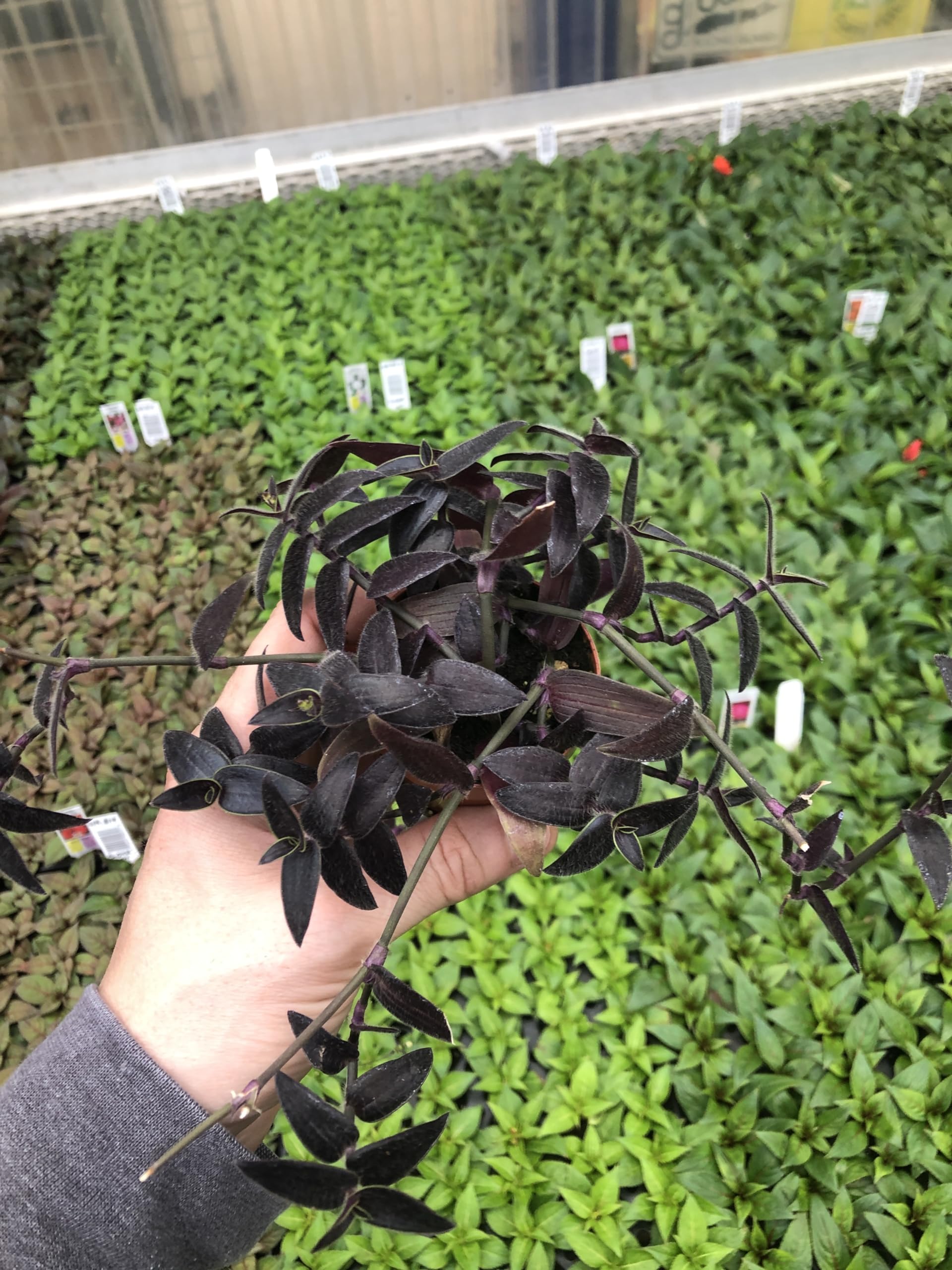 Amazon.com : Generic Tradescantia Jose Puig ~ Purple and neon