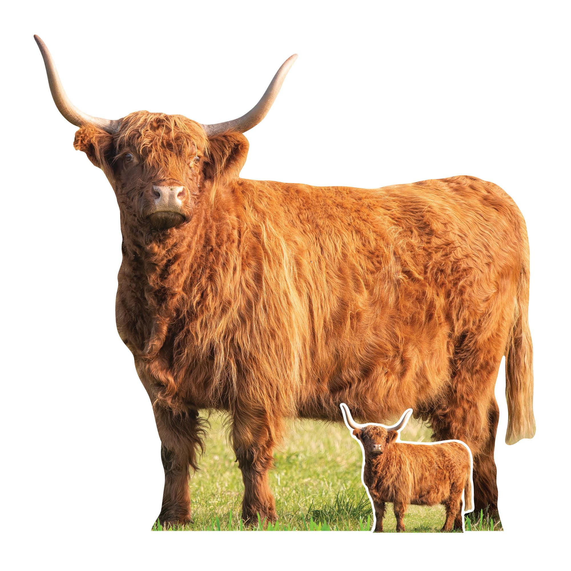 SC4955 Young Highland Cow in Meadow Cardboard Cutout Height 93cm