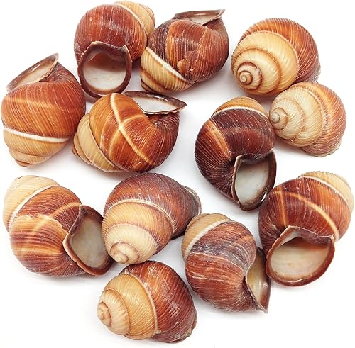 PEPPERLONELY 12 conchas marinas de caracol marrón surcado, decoración de playa y manualidades, 1-1/2 pulgadas ~ 2 pulgadas