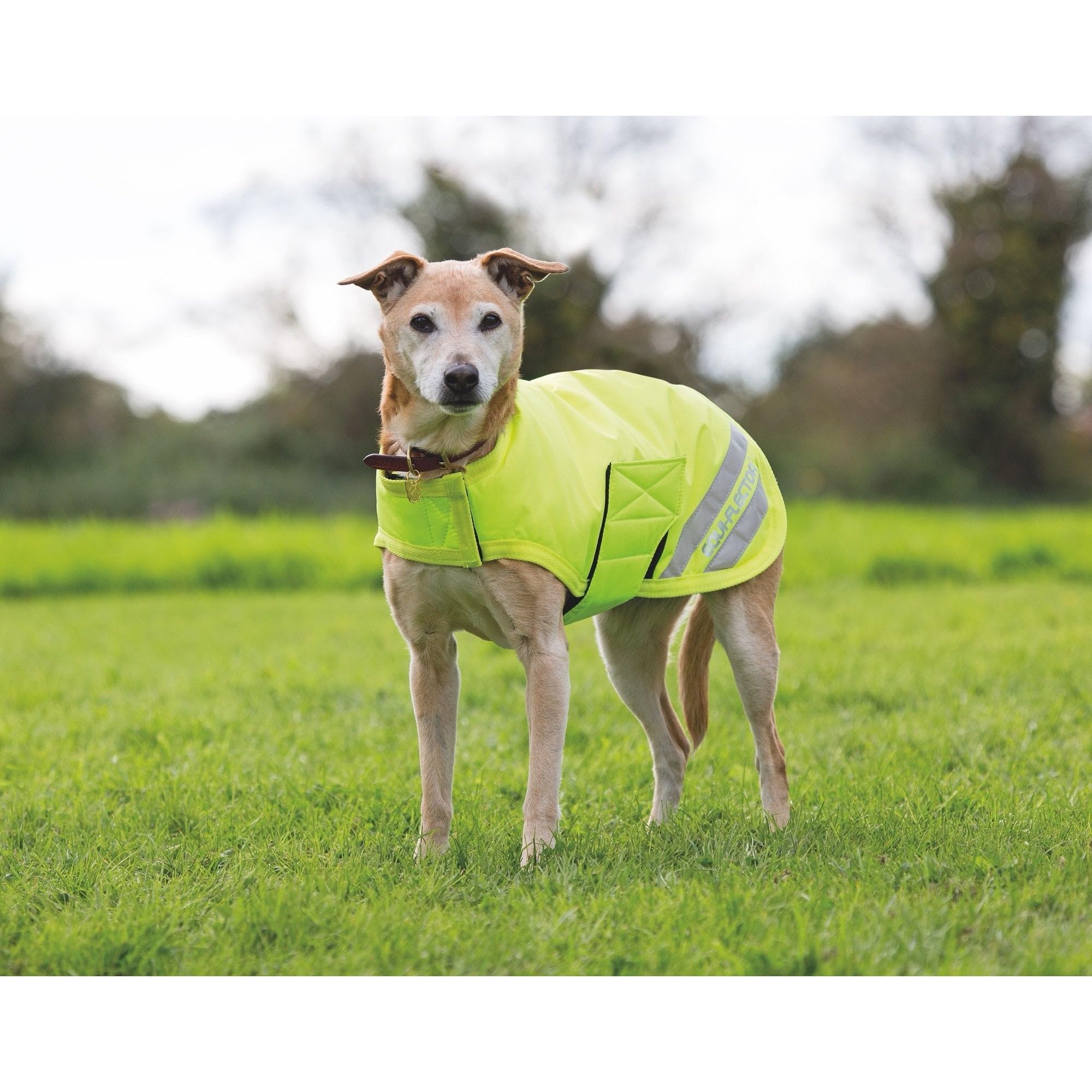 Shires EQUI-FLECTOR Dog Coat - Yellow Medium