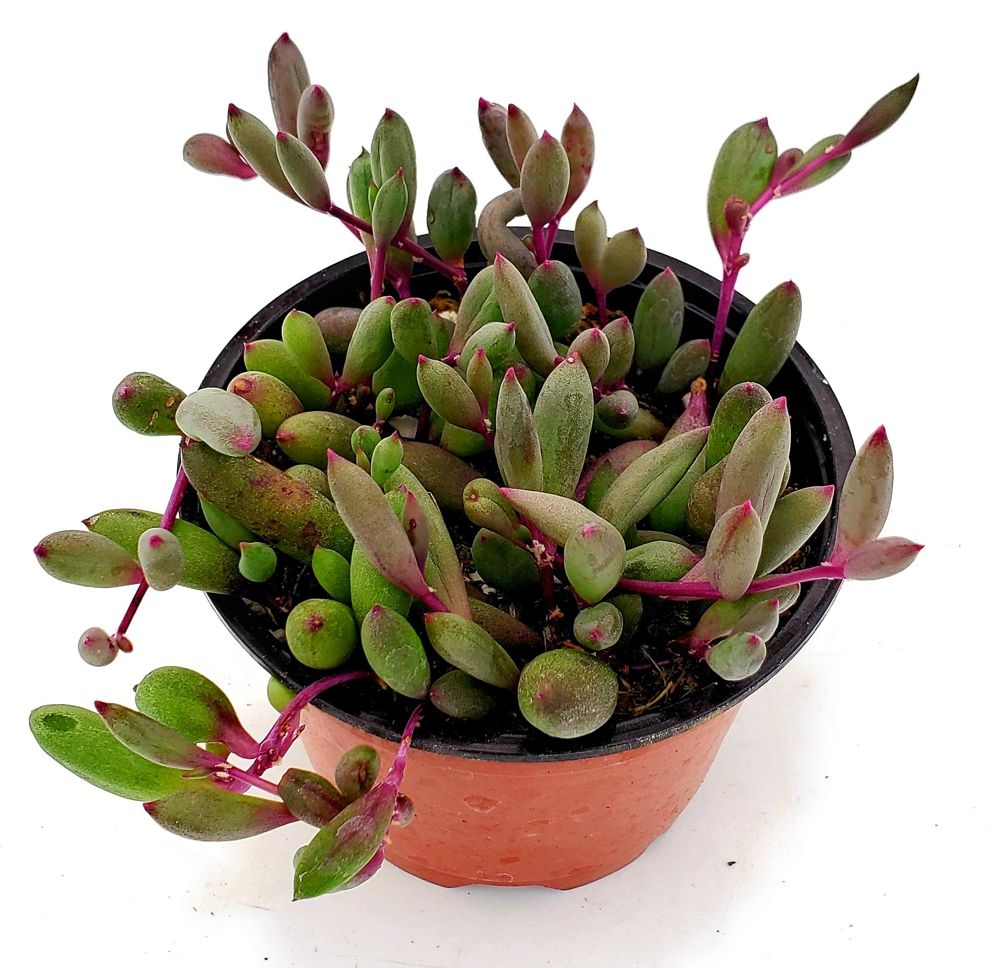 Fat Plants San Diego Othonna Capensis in 4 inch pot