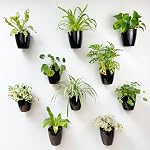 Planteurs muraux pour plantes d'intérieur (4 De pouce, 10 Pack) Planteurs et pots auto-arroseurs, Planteur de mur blanc, Pots muraux hydroponiques modernes Planteur mural vertical Jardin mural vivant