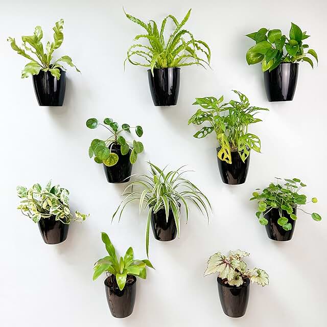 LaLaGreen Wall Planters for Indoor Plants - 10 Pack, 4 Inch Black Self W...