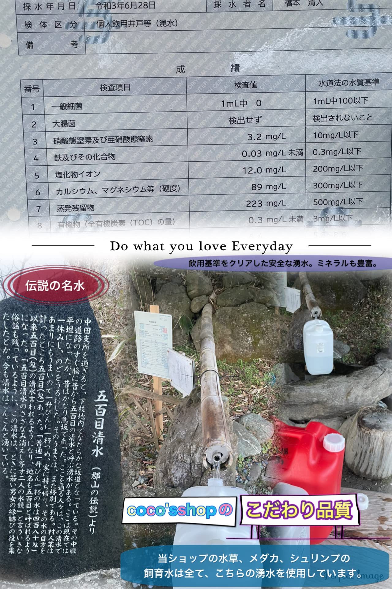 Amazon.co.jp: （COCO'SSHOP）水草 ポゴステモンsp.オクトパス 水中葉