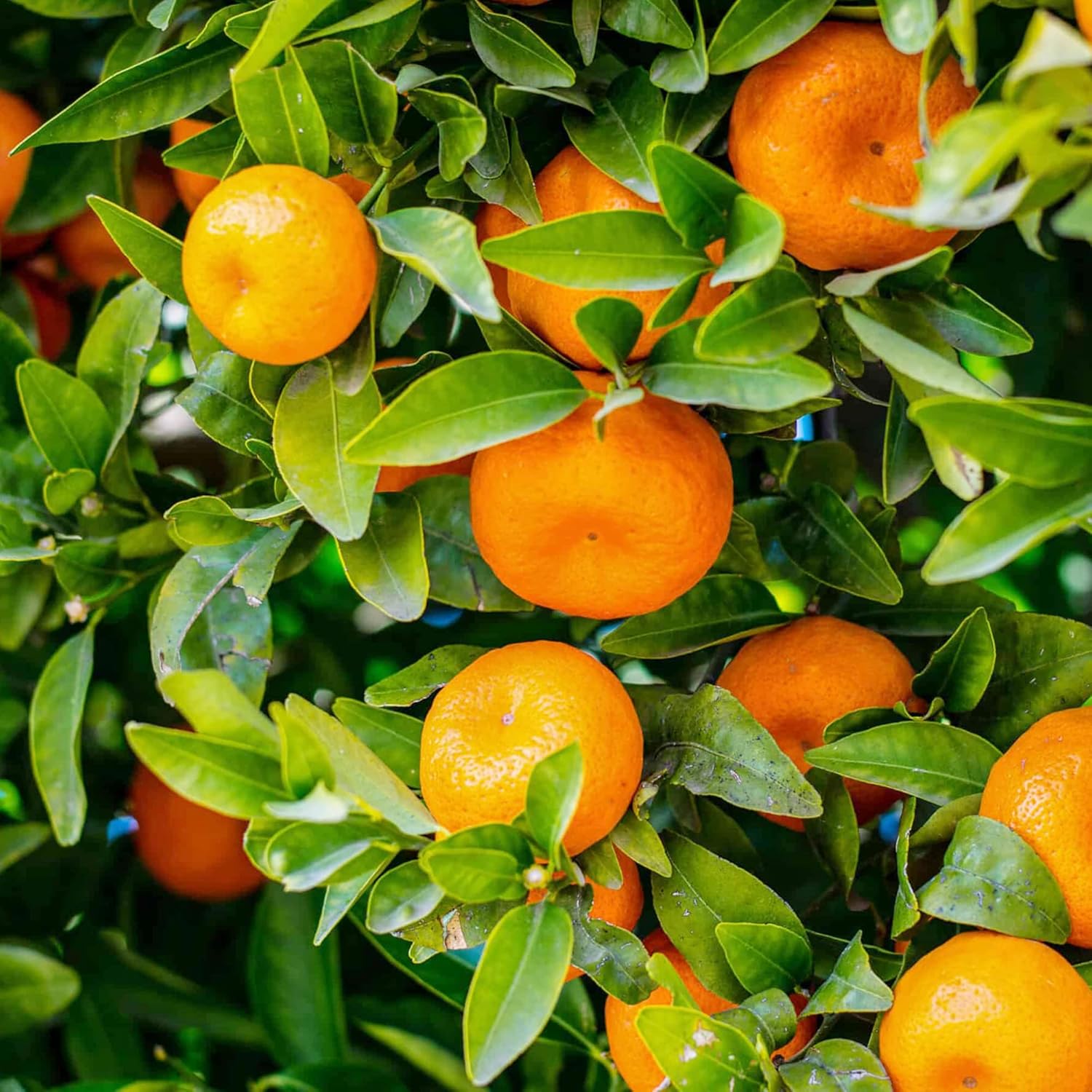 Mandarin Orange Seeds Citrus Reticulata Fruit Salads Juicy