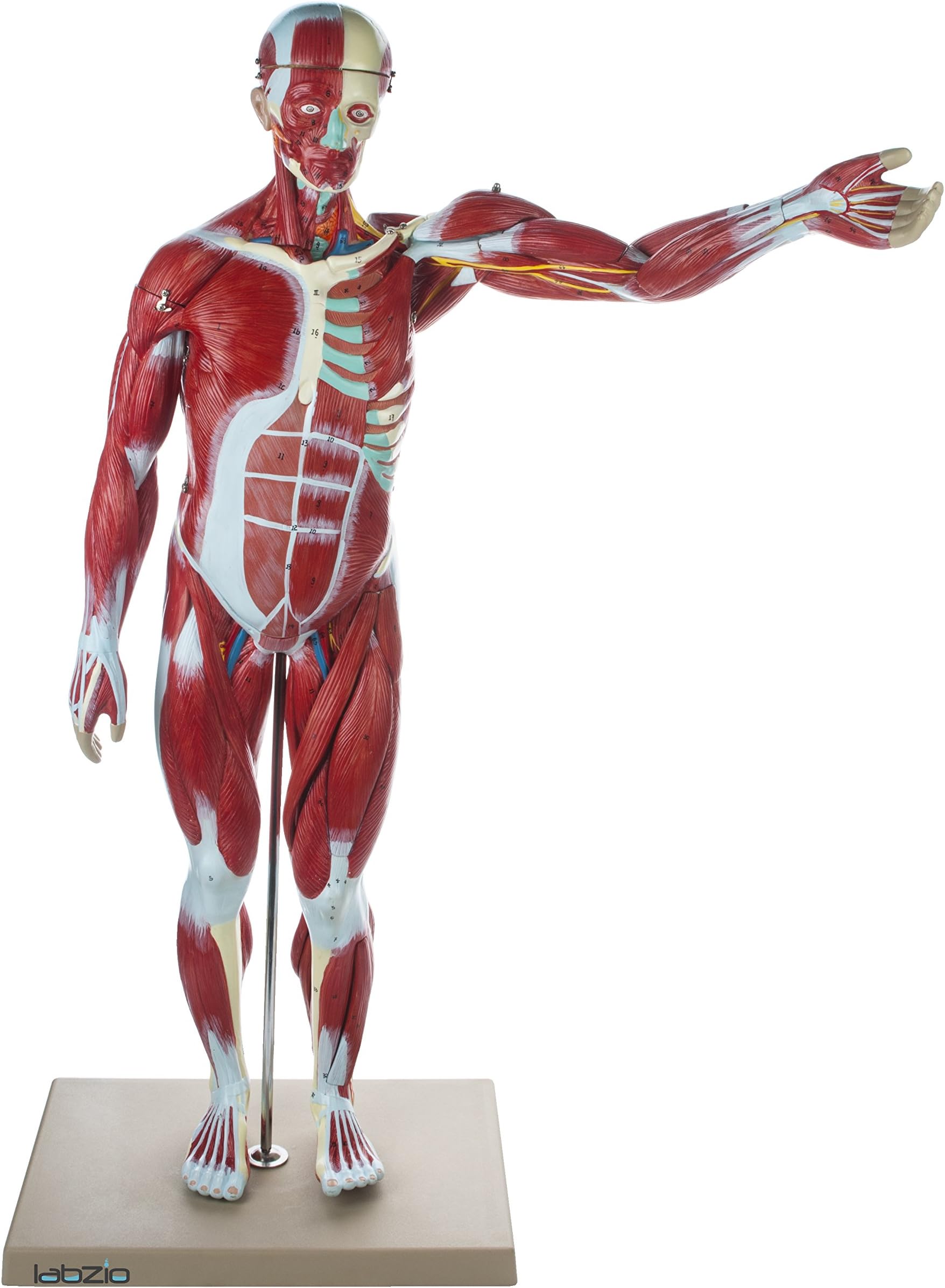 Human Muscular Figure Model (Male) - 27 Parts with Detailed Key Card, Anatomical Educational Model for Students, Teachers, and Healthcare Professionals
