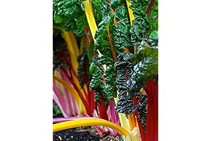 100+ Heirloom Rainbow Mix Swiss Chard Seeds - Non-GMO, Easy to Grow, Delicious and Nutritious