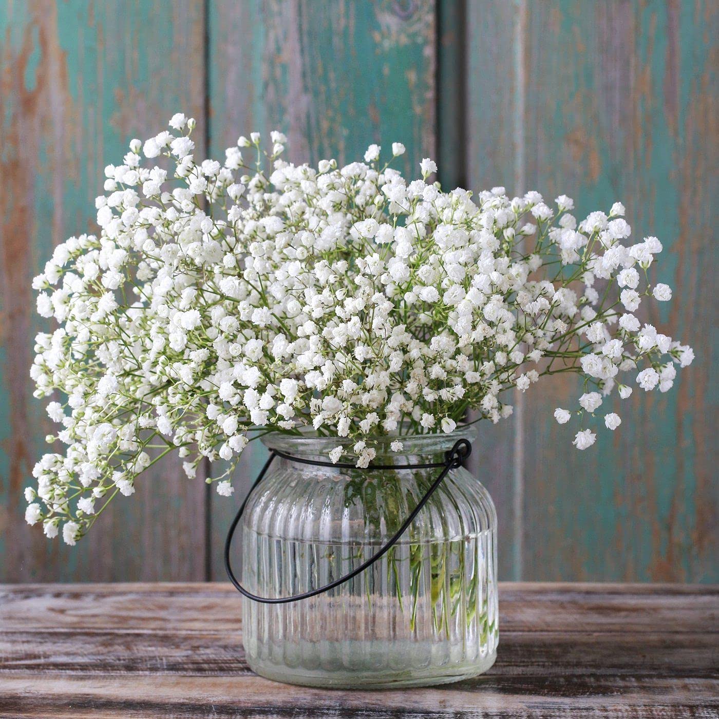 Golden Hills Farm Babys-breath snow white Gypsophila 700+ seeds (B09C8618HX) Amazon Price History, Amazon Price Tracker