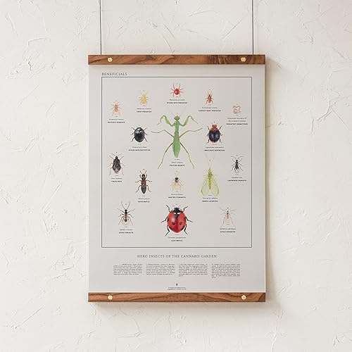 Miniatura 10 de Goldleaf Insectos benéficos Heros of The Cannabis Garden - Póster de ilustración de insectos beneficiosos, ilustración científica de errores