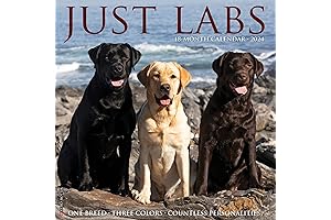 Make Lab Happen in 2024: Trial-Sized Just Labs Calendar