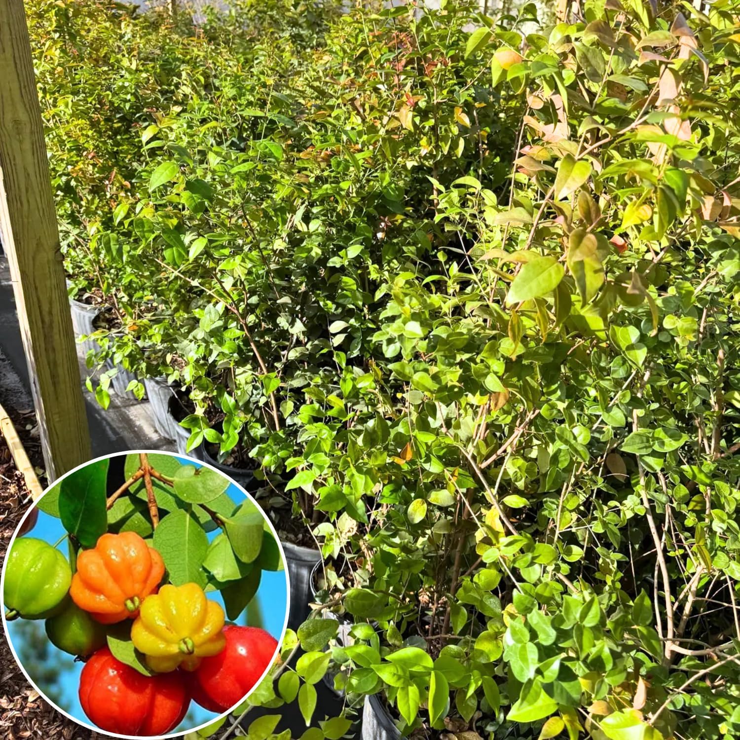 Surinam Cherry Plant Live for Growing 2-3 Feet Tall, Surinam Cherry Tree Live Plant for Outdoor, 3 Gallon Pot