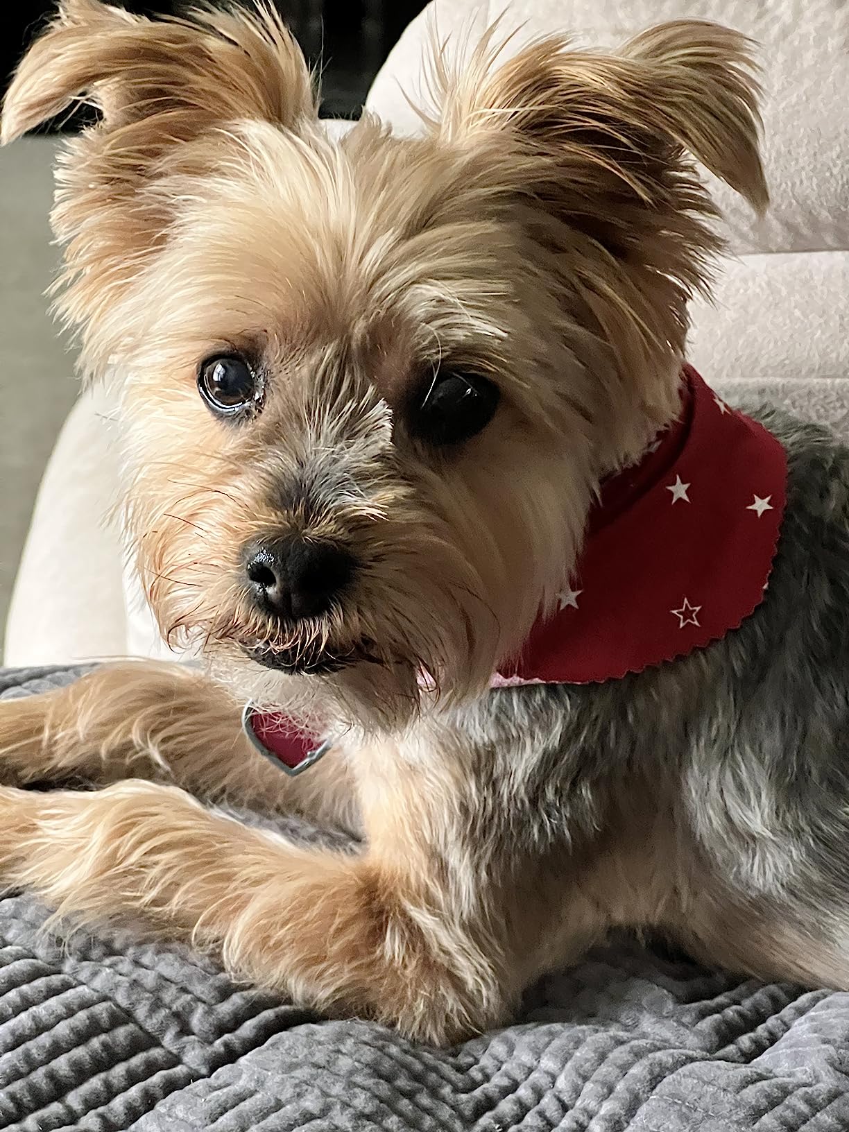 IAMS Proactive Health Minichunks Adult Dry Dog Food with Real Chicken, 30 lb. Bag photo review