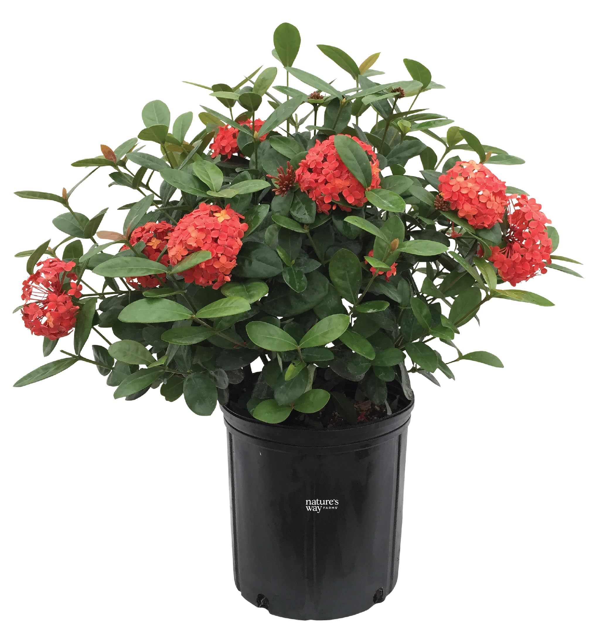 Nature's Way Farms Ixora Maui Red Live Plant