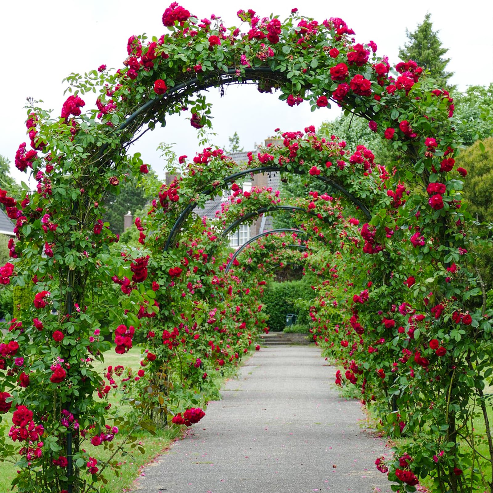 Arche pour plantes grimpantes et roses, arc en métal, pour porte de jardin, treillis en acier revêtu par poudre, résistant aux intempéries, 240 x 140 x 38 cm
