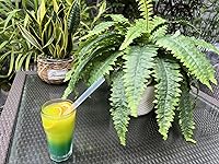 Review Image by Vincent Vincent