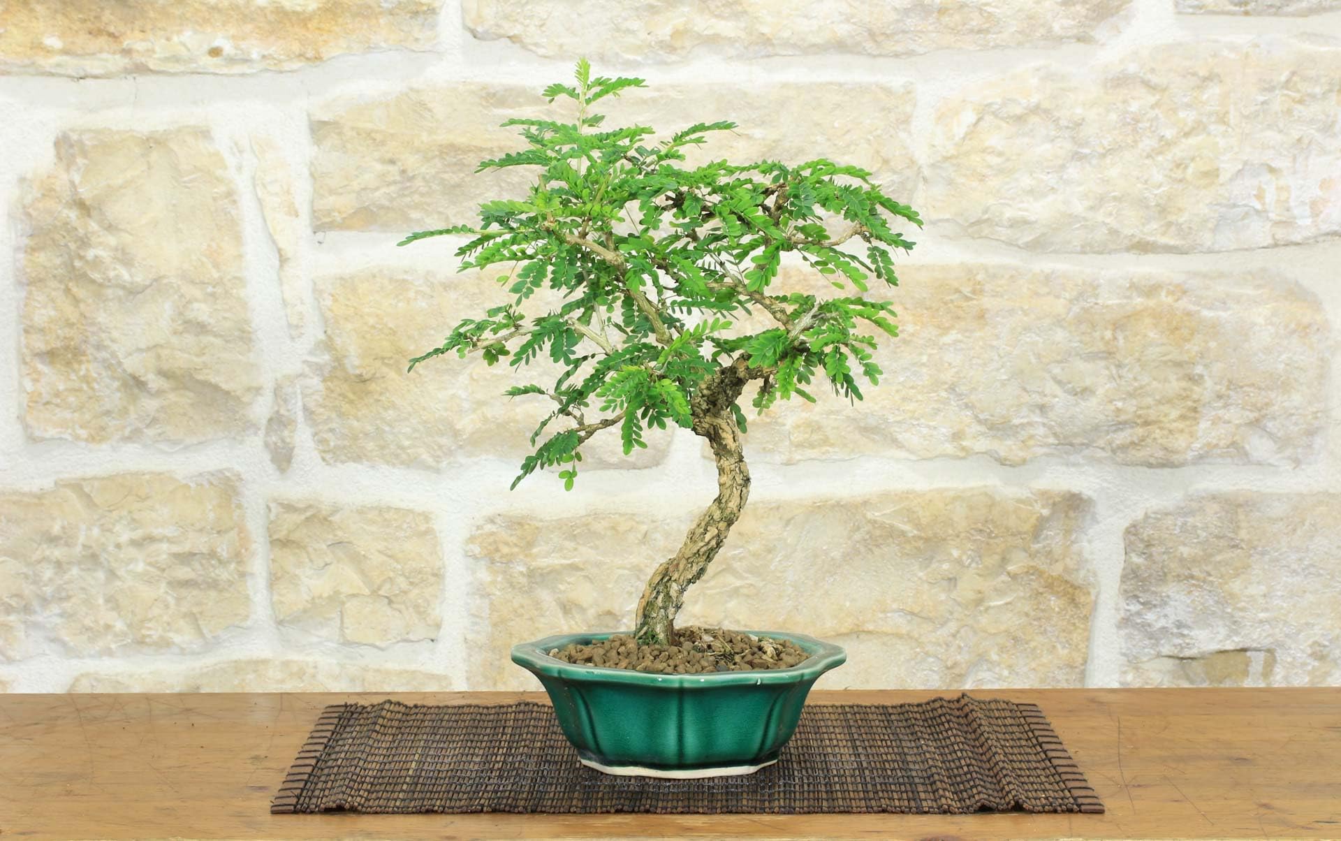 Sesbania Bonsaï (9)