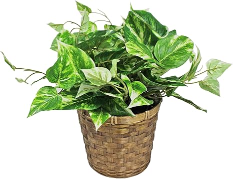 Amazon Fppオリジナル 光触媒 人工観葉植物 ポトス フェイクグリーン 造花 おしゃれ 観葉植物 カゴ付きでそのまま飾れる Fpp 801 人工 観葉植物 オンライン通販