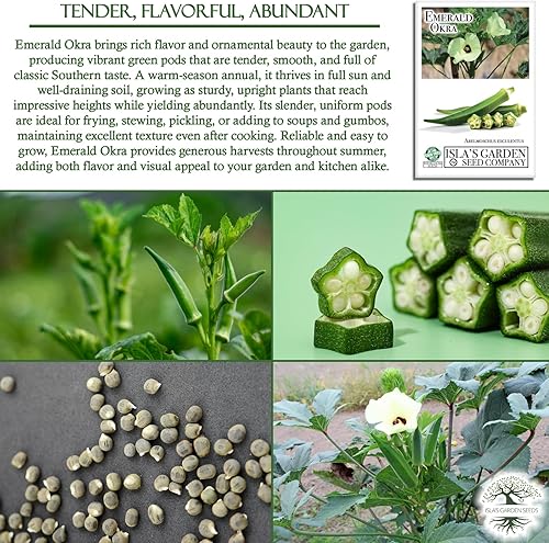 Miniatura 5 de Semillas de okra esmeralda para plantar, más de 150 semillas tradicionales por paquete, semillas de jardín de Isla (semillas de jardín de Isla),