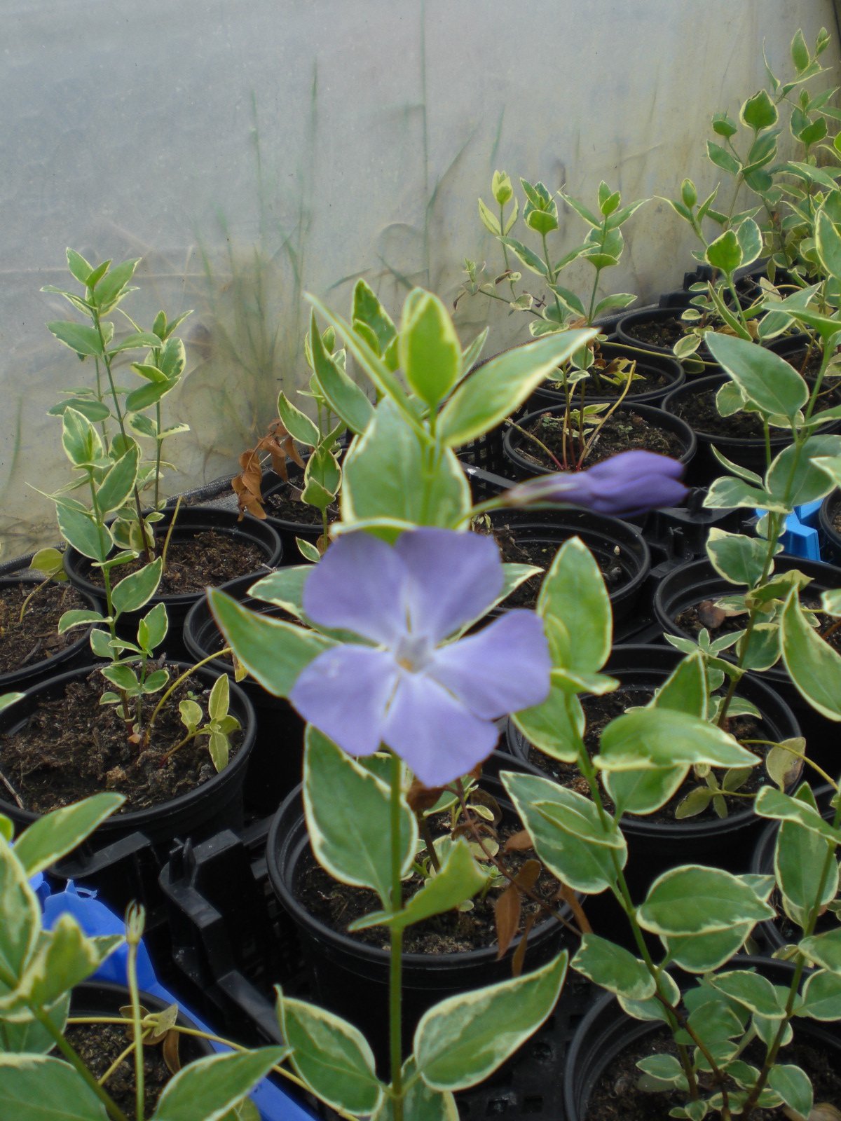 20 Vinca Major Variegata or Elegantissima (Greater Periwrinkle) 1L Pot, Low Growing, Ground Cover, Evergreen, Flowering, Shurbs Plants