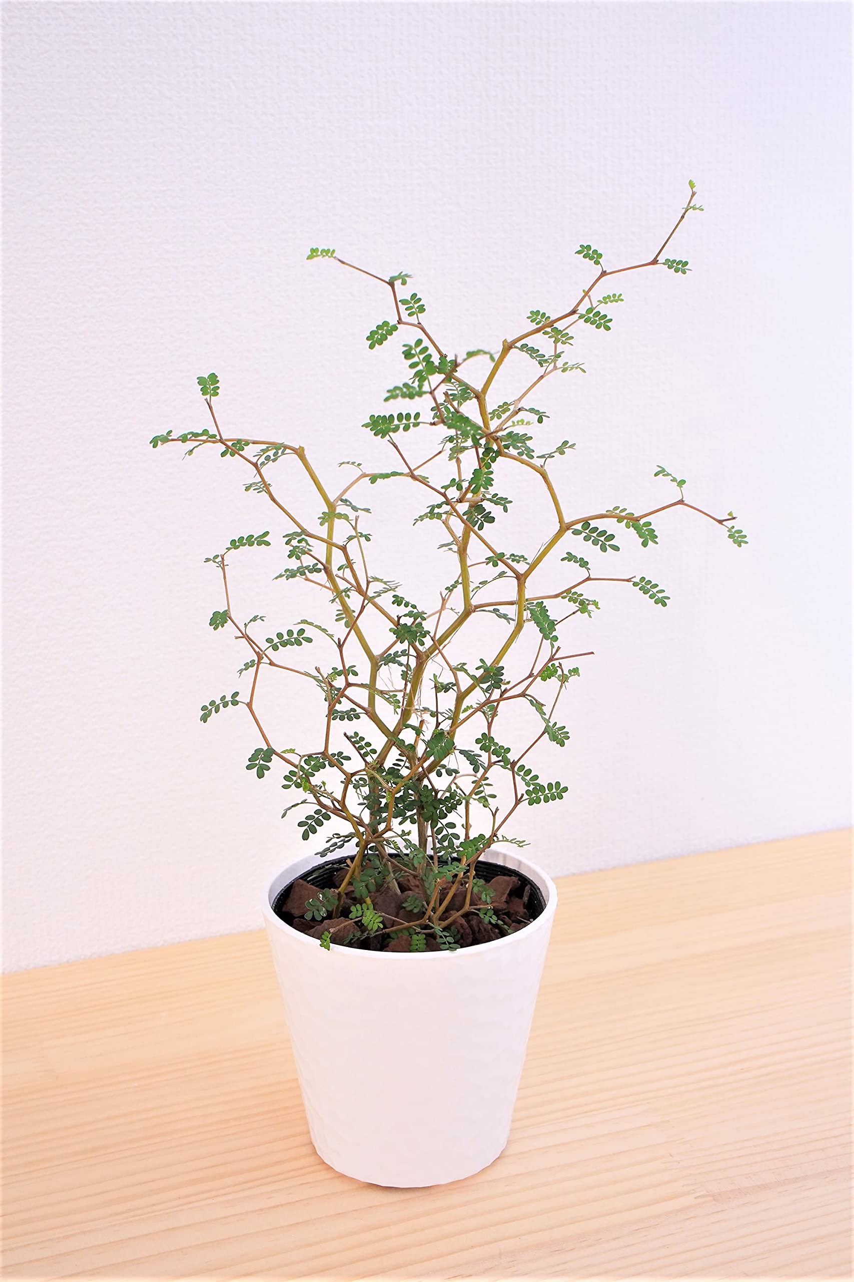 ソフォラ・リトルベイビー　苗　メルヘンの木　観葉植物　はてなの木 Amazon.co.jp: はなみどり 観葉植物 ソフォラ リトルベイビー 1株