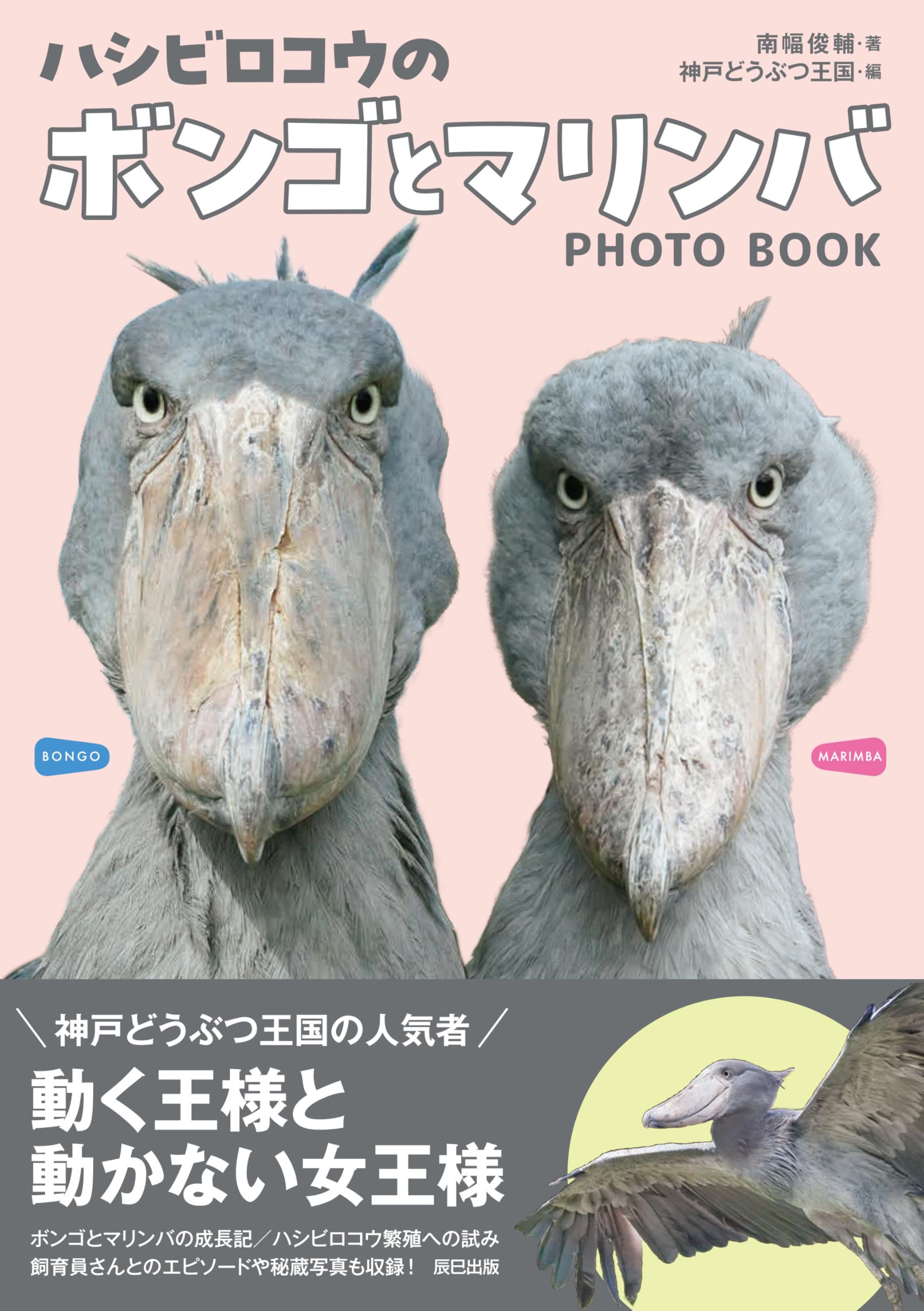 ハシビロコウのボンゴとマリンバ | 南幅 俊輔, 神戸どうぶつ王国 |本