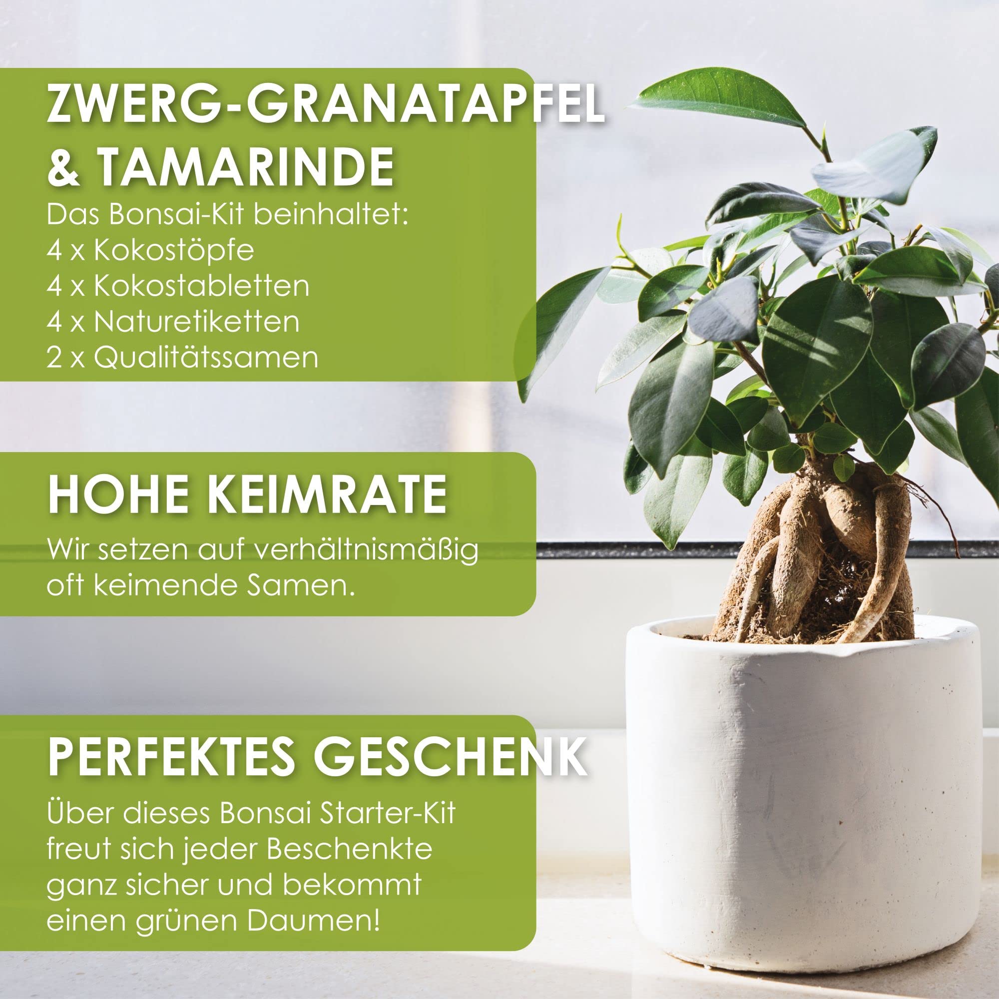 Bonsai Starter Kit - Bonzai set avec pots de noix de coco, graines et terre - Grenadier Nain + Tamarin