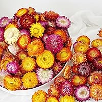 JTODER Natural Dried Daisy Flower Heads - 30-40 Pcs Real Gerbera Daisies Chrysanthemum for Wedding Decor, Home Party & DIY Crafts (Multi Colors)