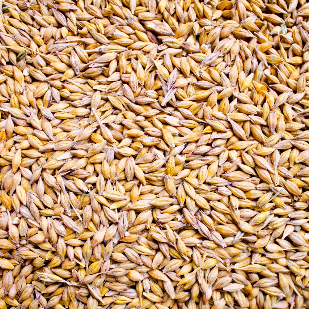 Gerste für Hühnerfutter Geflügelfutter Einzelfuttermittel Futtergerste Vogelfutter Nager Geschält Körner Getreide Barley Sack Futter Entspelzt Gereinigt Samen Petigi, Gewicht:25 kg