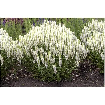 Perennials Gears 3 x Salvia Nemorosa Sensation White White Steppe Sage White perennial for sun flower June to September perennial 1 litre pot 11 x 11 cm