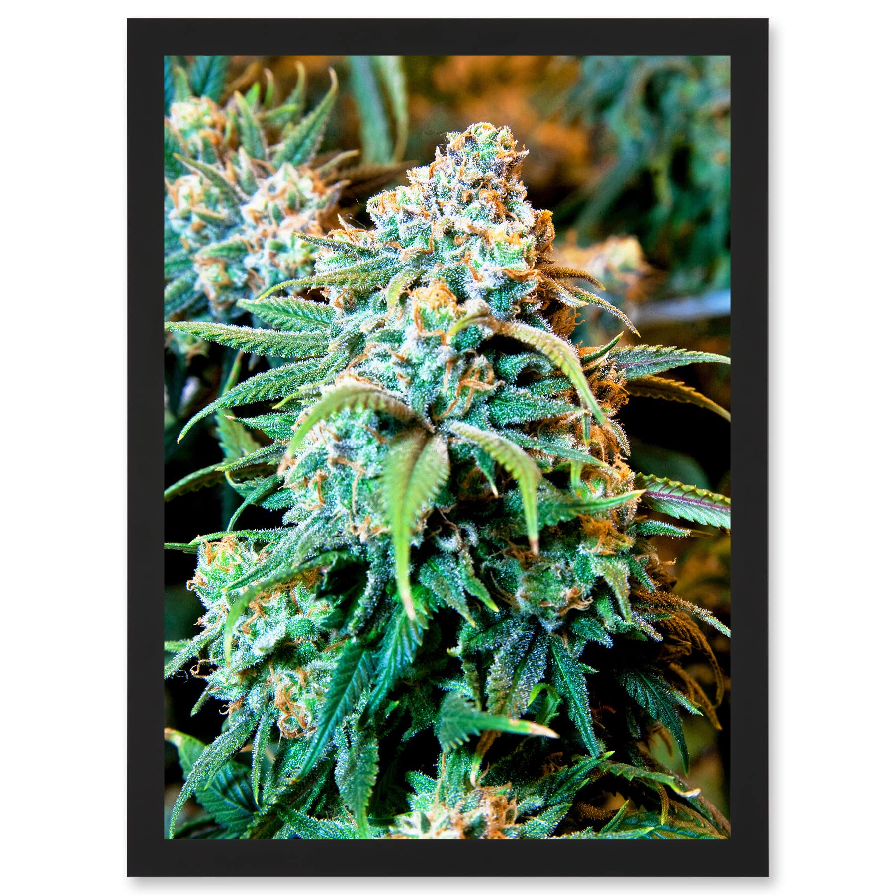 Artery8 Photography Nature Cannabis Marijuana Bud Weed Plant Artwork Framed Wall Art Print A4